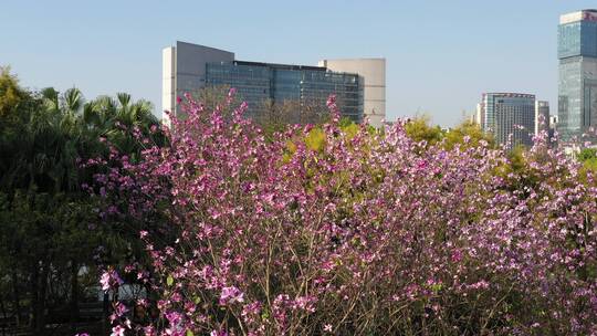 航拍国内柳州市紫荆花