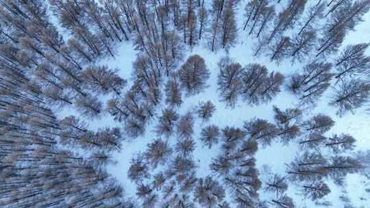 雪地森林航拍视角