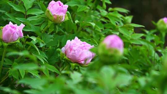 春天早晨阳光下花圃盛开牡丹花平移镜头