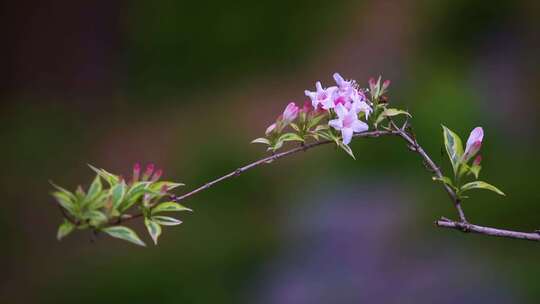 花园里的锦带花