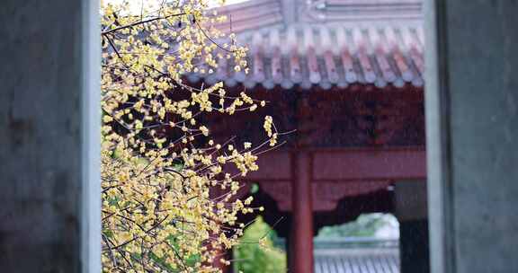 古风红墙腊梅屋檐雨水滴落唯美慢镜头