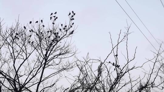 树枝上的一群小鸟飞走了几只