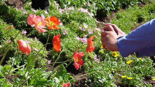 橘红色野花鲜花开花视频素材模板下载