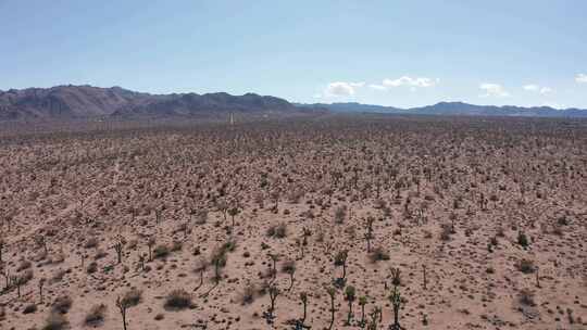 加利福尼亚州莫哈韦沙漠约书亚树田野上低空缓慢下降的空中拍摄。4