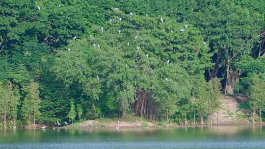 广州海珠湖公园白鹭野生鸟类动物