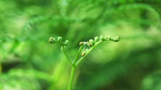 阳光照射下的森林绿色蕨类植物叶子特写