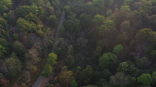 道路小路树林山恋森林