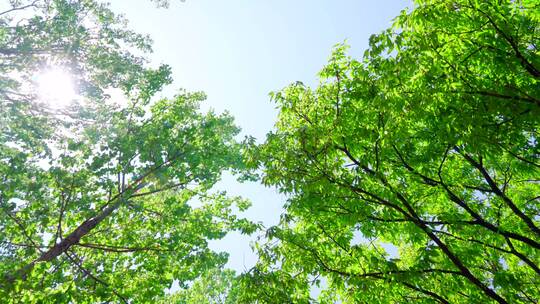 夏天空镜-森林阳光树叶绿叶