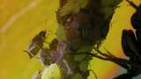 大黑蚂蚁与蚜虫共生的微观世界高清在线视频素材下载