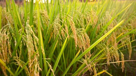 水稻稻谷成熟水稻