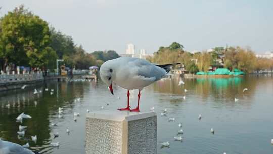 红嘴鸥海鸥