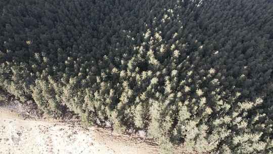 青海贵德阿什贡树木田地山峰航拍视频