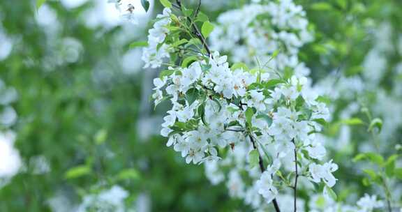 大兴安岭野生植物：山荆子花