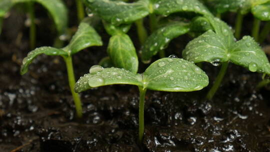 新生命疯狂生长的幼苗