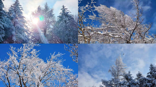 冬季下雪雪景特写雪树银杉雪乡风景