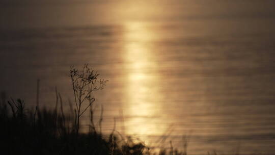黄昏夕阳里波光粼粼的湖面上小草摇曳4k