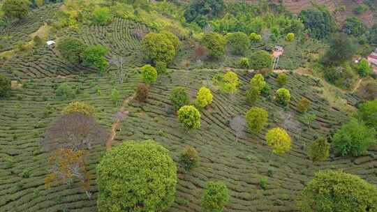 茶山梯级原始森林航拍