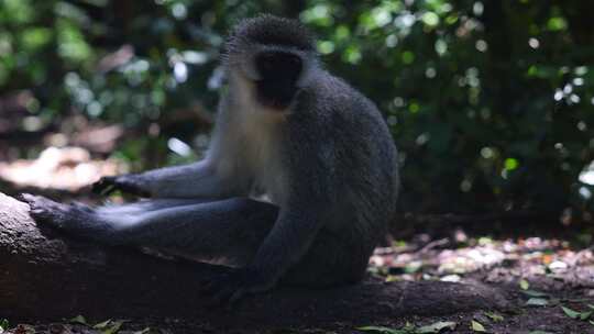 Vervet Monkey，毛皮，树干，