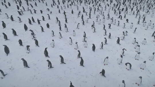北极巴布亚企鹅群冰雪覆盖的表面
