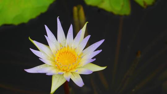 水生植物鲜花盛开睡莲