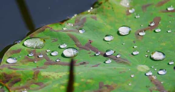 雨后荷叶上的露水珠