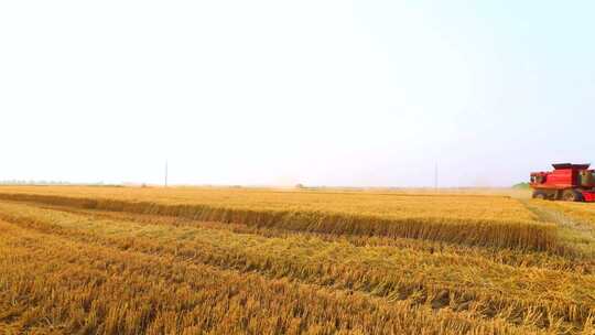 大气农业机械收割小麦延时实拍