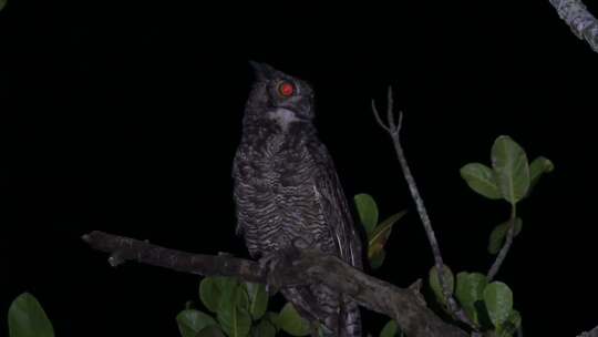 黑夜中的红眼睛野生猫头鹰视频素材模板下载