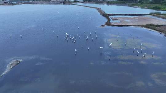 湿地白鹭航拍