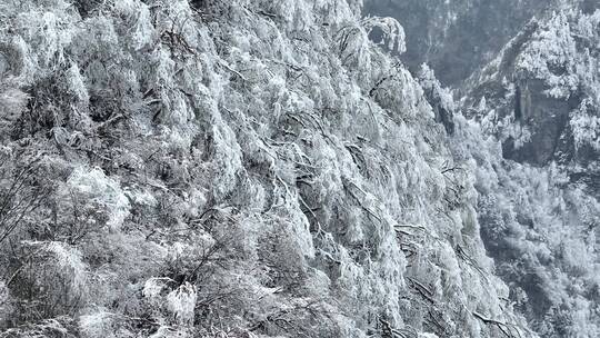 航拍湖北神农架原始森林群山冬季雪景雪松