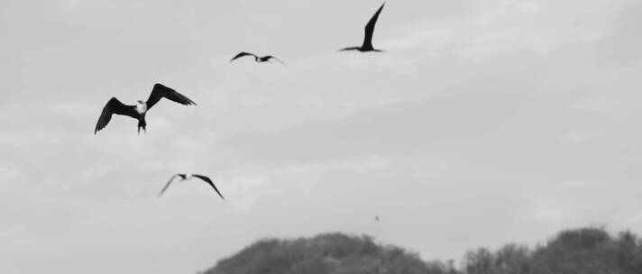 海鸥鸟类天空飞翔黑白情绪空镜