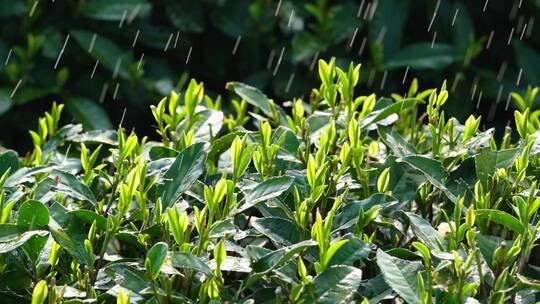 西湖龙井春雨春茶逆光雨滴升格唯美视频