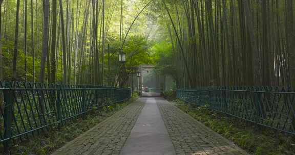 杭州西湖新十景云栖竹径夏天风光