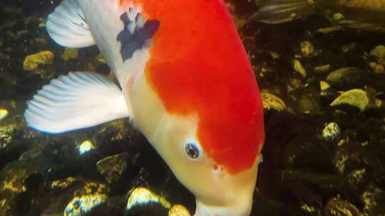 在水族馆池里面游的鱼儿