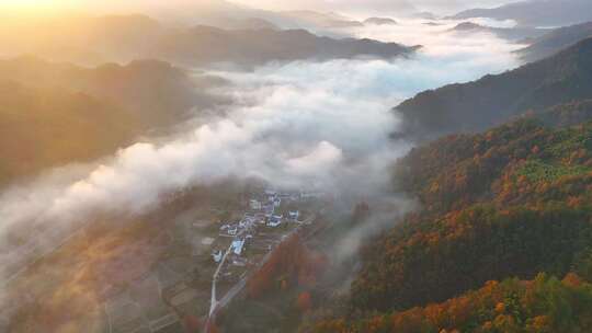 秋天 村庄 晨雾 金黄 片头 风景