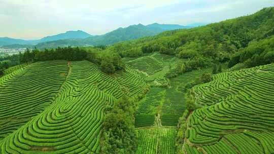 航拍春天茶山梯田武夷山燕子窠生态茶园