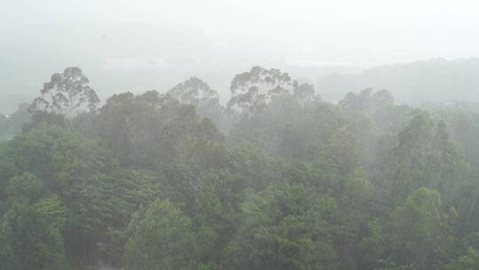 狂风暴雨风吹打树木森林下雨天