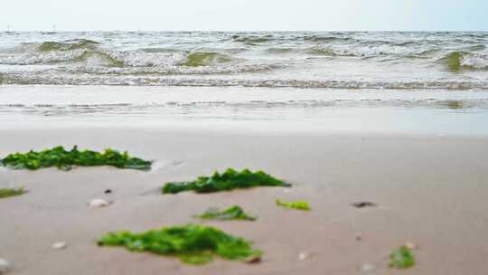沙滩上的绿色海草与海浪4K