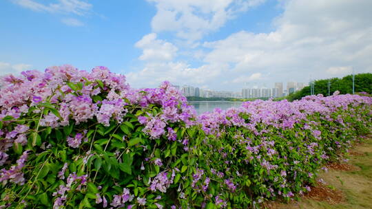 蒜香藤开花开满鲜花的围墙