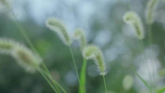 草丛狗尾巴草