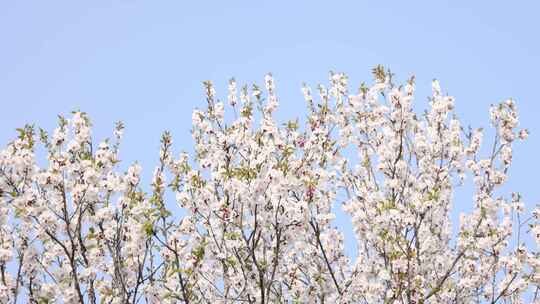 樱花  田园 春天 村落