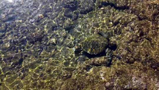 海洋生物海龟沿海礁石海底