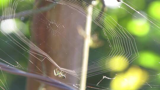 蜘蛛织网