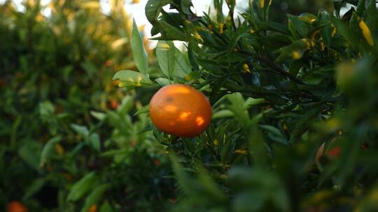 树叶间的一个橙子