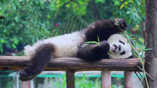 熊猫躺着吃竹子视频合集