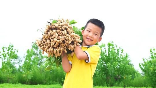 花生丰收视频素材模板下载