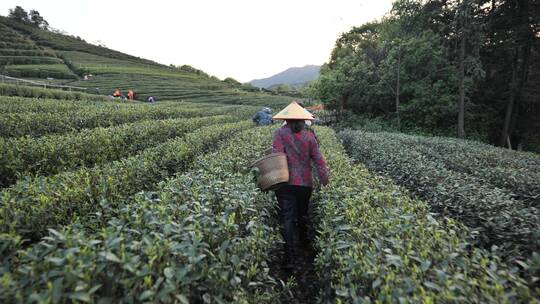 西湖龙井茶采茶，炒茶视频素材模板下载