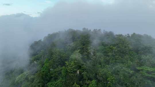 森林雾气航拍