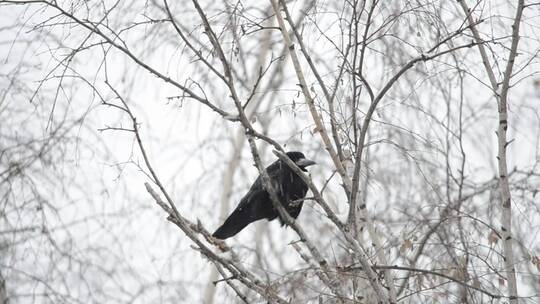 在雪地里休息的乌鸦