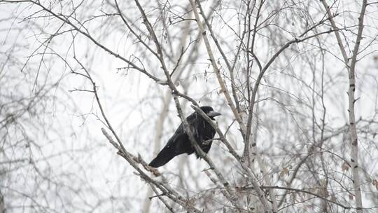 在雪地里休息的乌鸦视频素材模板下载