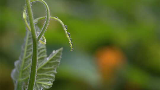 8K植物露珠露水空镜白露节气自然